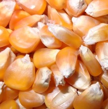 豫北平原���|玉米